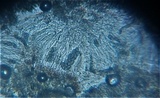 Physcia stellaris image