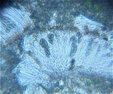 Physcia stellaris image