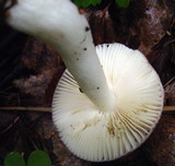 Russula velenovskyi image