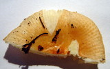 Russula velenovskyi image