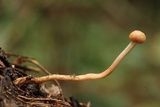 Ophiocordyceps gracilis image