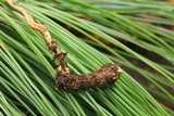 Ophiocordyceps gracilis image