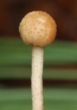 Ophiocordyceps gracilis image