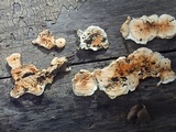 Pycnoporellus alboluteus image