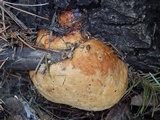 Fomitopsis schrenkii image