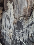 Fomitopsis schrenkii image