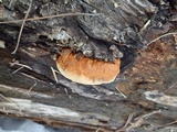Fomitopsis schrenkii image