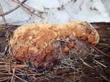 Fomitopsis schrenkii image