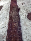 Fomitopsis schrenkii image