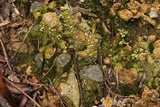 Dibaeis baeomyces image