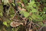 Megacollybia rodmanii image