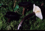 Lactarius lignyotellus image