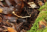 Ophiocordyceps gracilis image