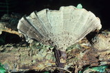 Coltricia montagnei var. greenei image