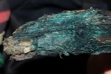 Chlorociboria aeruginosa image