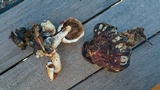 Hemipholiota populnea image