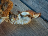 Hemipholiota populnea image