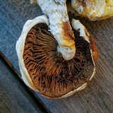Hemipholiota populnea image