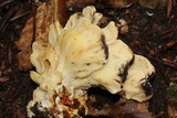 Meripilus sumstinei image