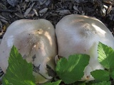 Pluteus petasatus image