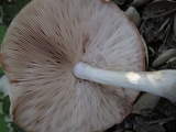 Pluteus petasatus image