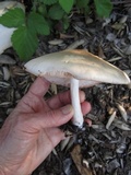 Pluteus petasatus image