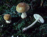 Amanita minutula image