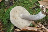 Leccinellum quercophilum image