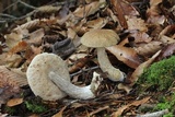 Leccinellum quercophilum image
