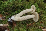Leccinellum quercophilum image