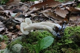 Leccinellum quercophilum image