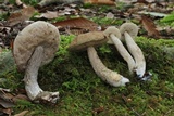 Leccinellum quercophilum image
