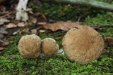 Leccinellum quercophilum image