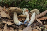 Leccinellum quercophilum image