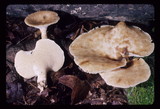 Bresadolia craterella image