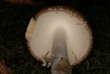 Amanita arocheae image