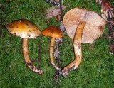 Tricholoma aurantium image