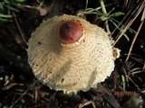 Lepiota magnispora image