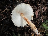 Lepiota magnispora image