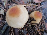 Lepiota magnispora image