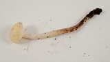 Hygrocybe russocoriacea image