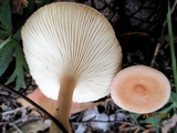 Clitocybe gibba image