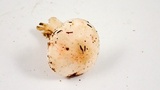 Cuphophyllus virgineus image