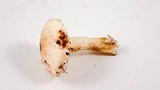 Cuphophyllus virgineus image