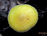 Pluteus fenzlii image