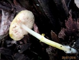 Pluteus fenzlii image