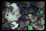 Boletopsis grisea image
