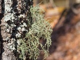 Usnea subscabrosa image