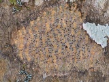 Pyrenula pseudobufonia image