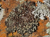 Phaeophyscia pusilloides image